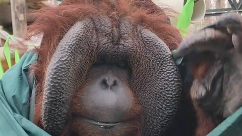 Orangutan Patrick