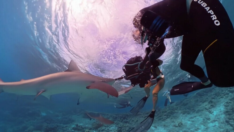 Morski psi i ronioci