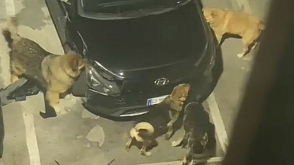 Psi komadaju auto