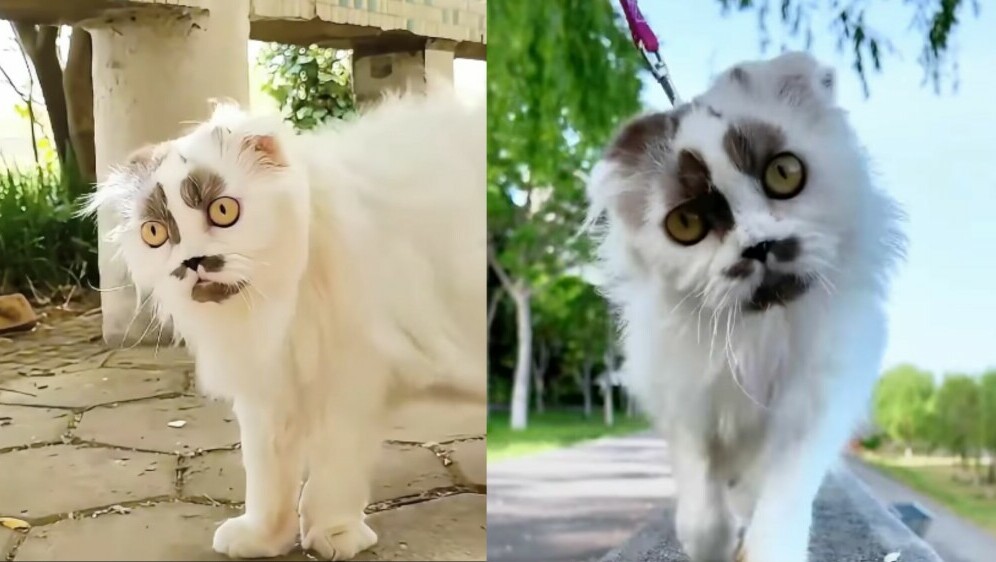 Mačka zanimljivog izgleda koja ima slavnog dvojnika