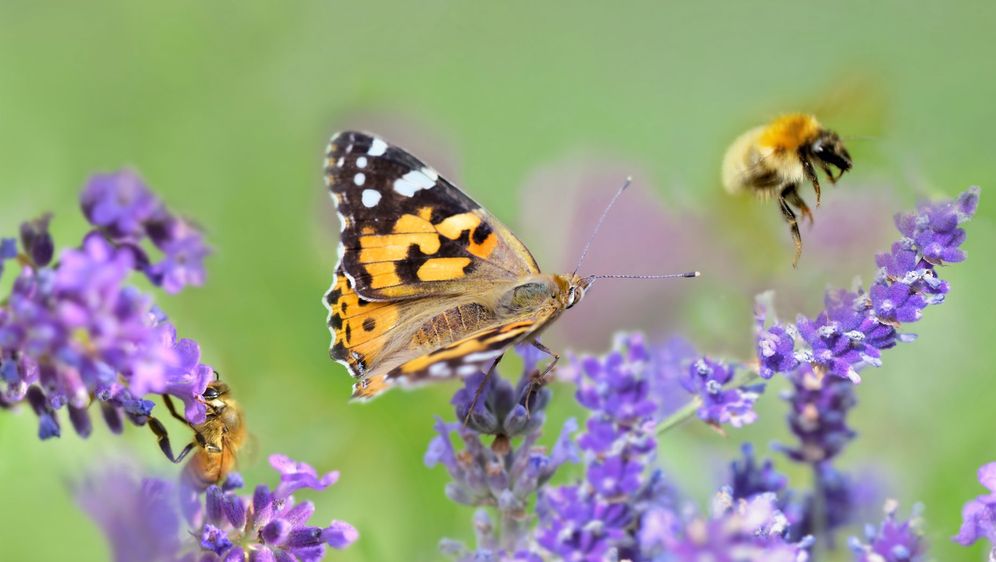 Bioraznolikost, ilustracija