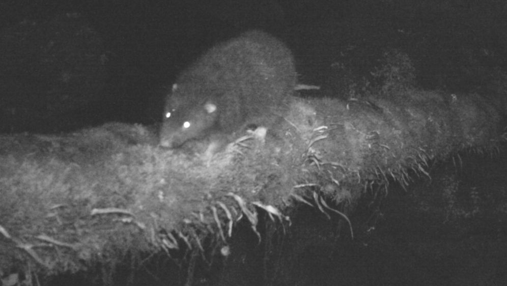 Subalpski vunasti štakor