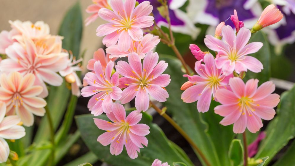 Cvijet Lewisia