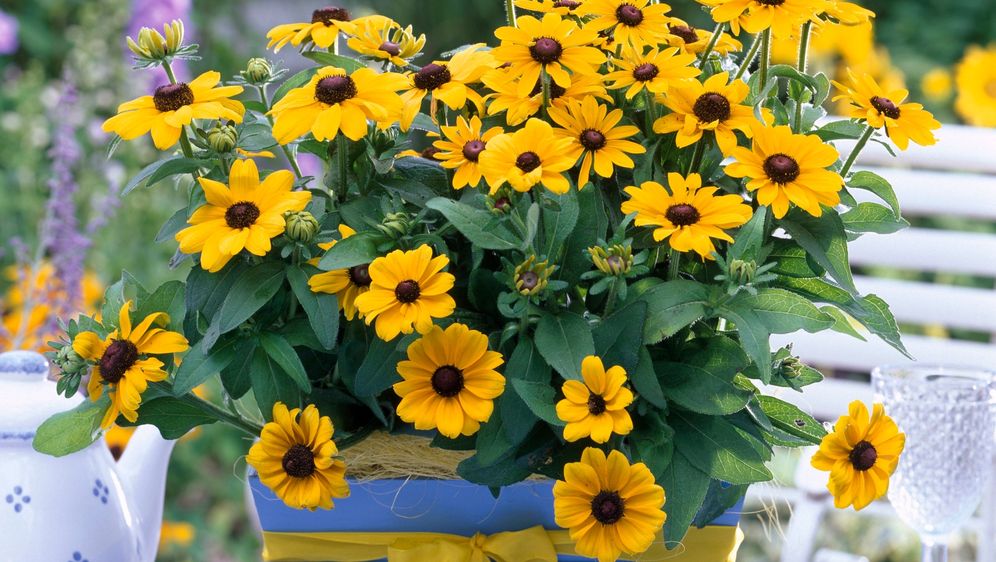 Rudbekija