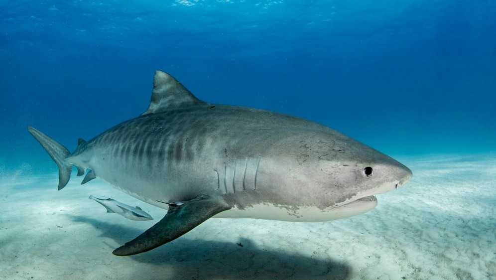 Tigrasti morski pas u oceanu