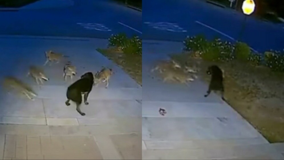 Pas u borbi s čoporom kojota