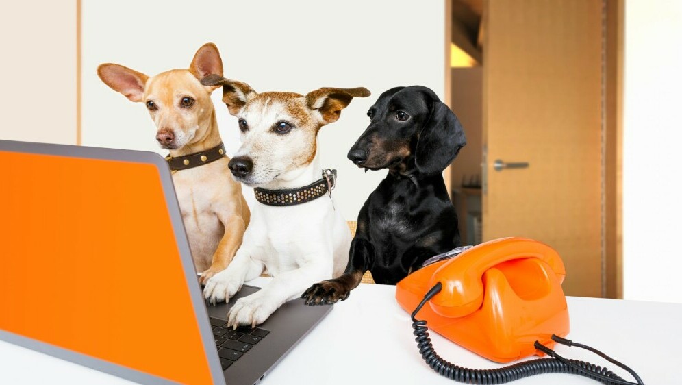 Psi za računalom