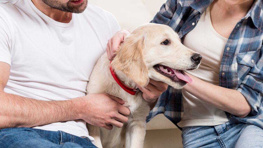 Može li pas imati zadnju riječ?