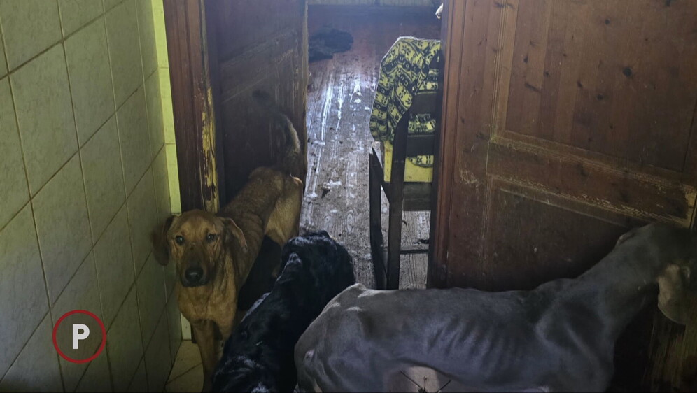 Provjereno: Napušteni psi - 1