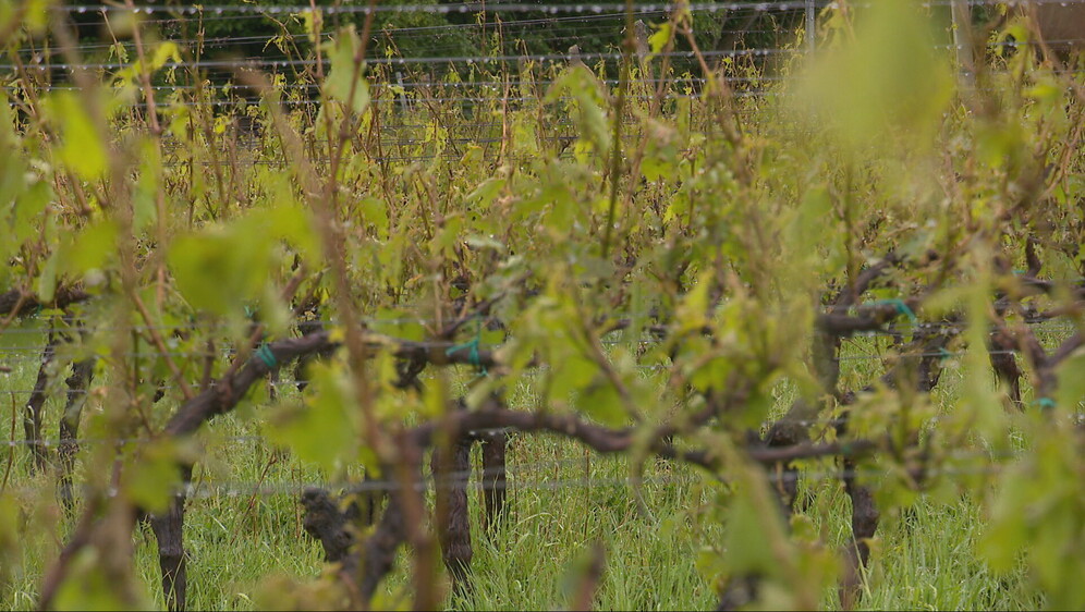 Vinograd - 2