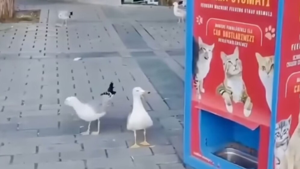 Galeb koji mjauče pored javne hranilice