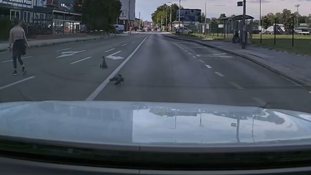Patka s mladima kako uz pomoć prelazi cestu u Zagrebu