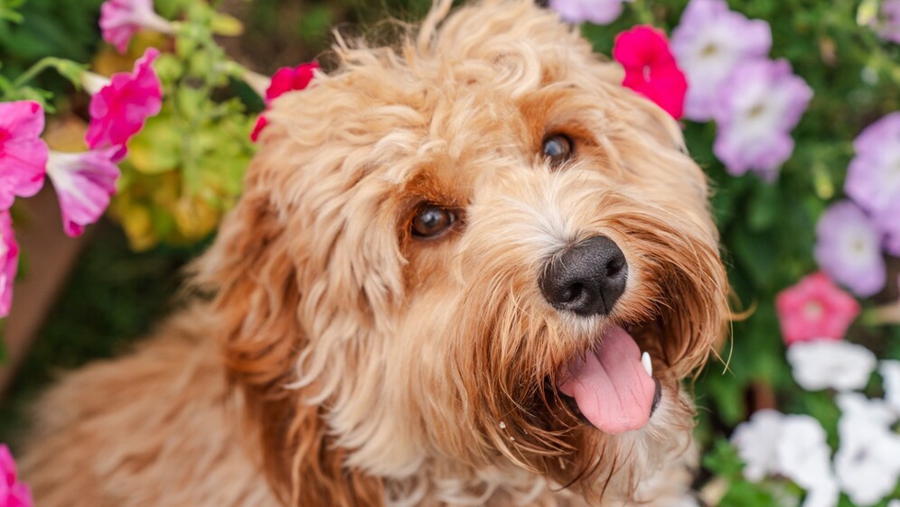 Goldendoodle je križanac zlatnog retrivera i pudle te je vrlo privržen, razigran i nježan pas