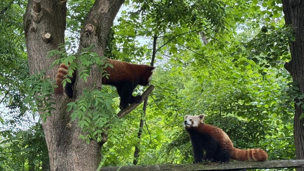 U nastambi crvenih pandi u zagrebačkom zoo vrtu rađaju se nove simpatije - 3