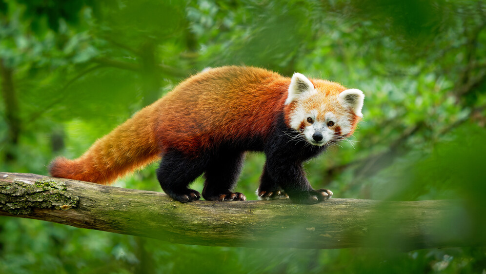 Kako se piše: crveni panda ili crvena panda