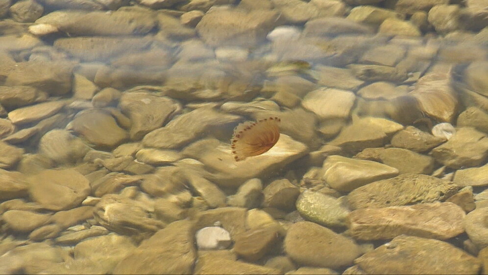 Kompas meduze zapažene u Istri