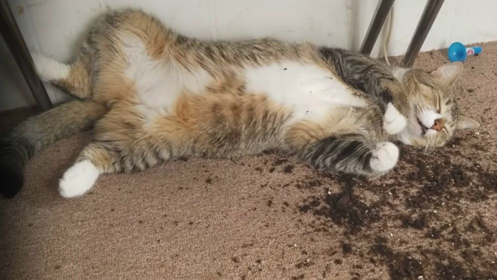 Gizmo je pretjerao, ali veće štete nije bilo (FOTO: YouTube/Screenshot)