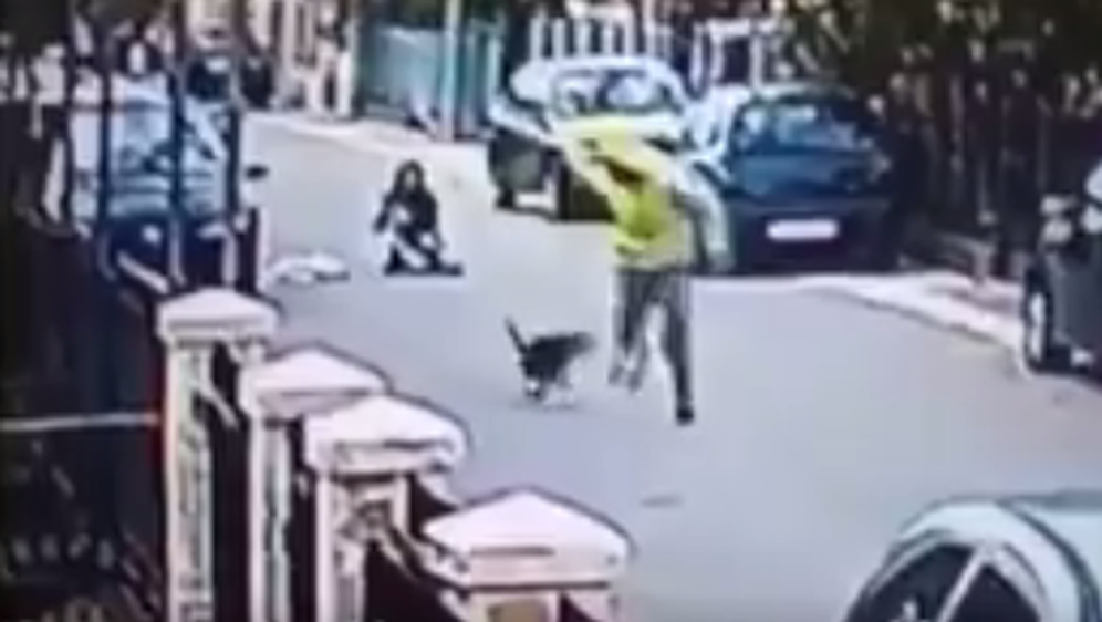 Pas Medo laje na lopova (Foto: Screenshot)