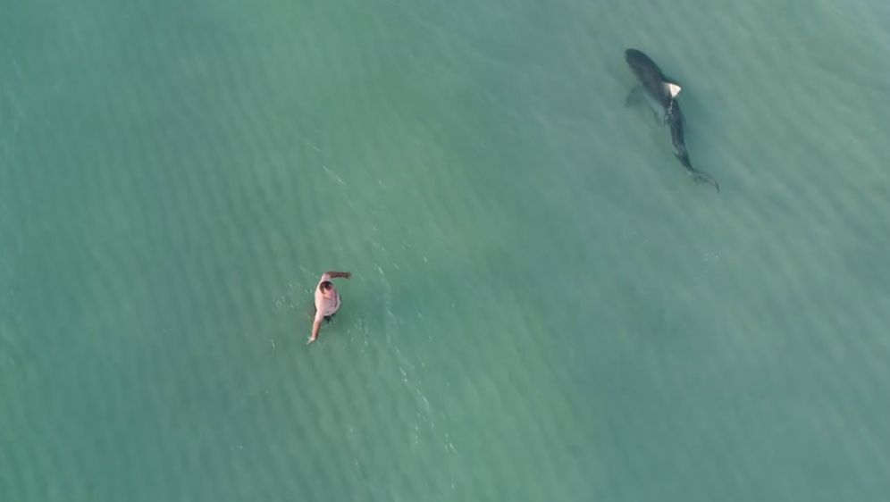 Tigrasti morski pas je, statistički gledano, druga najopasnija psina po ljude (FOTO: YouTube/Screenshot)