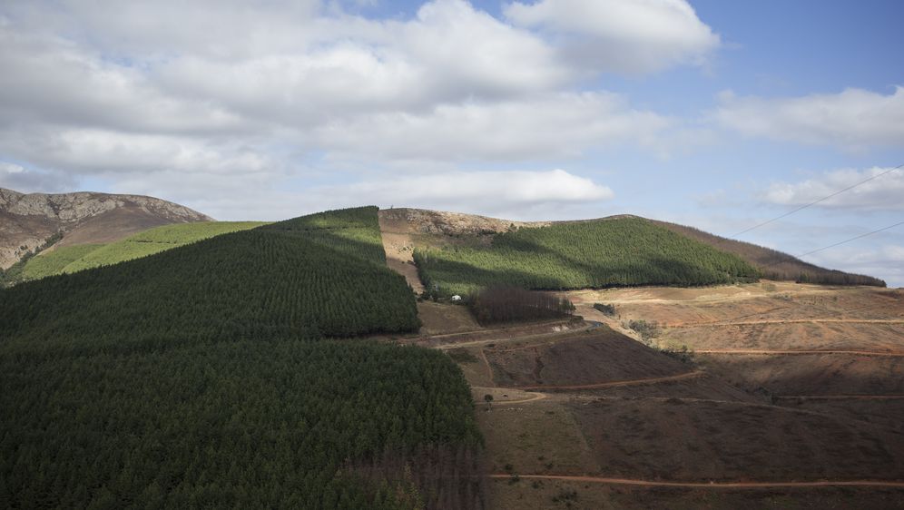 Deforestacija uzrokuje izumiranje životinjskih vrsta (Foto: AFP)