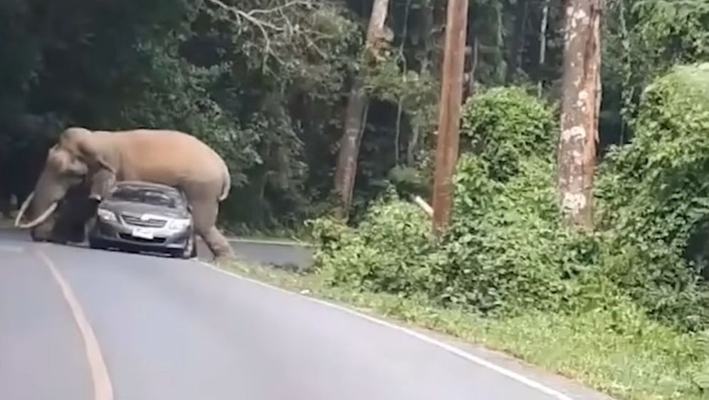 Slon i auto (Foto: Screenshot/YouTube)