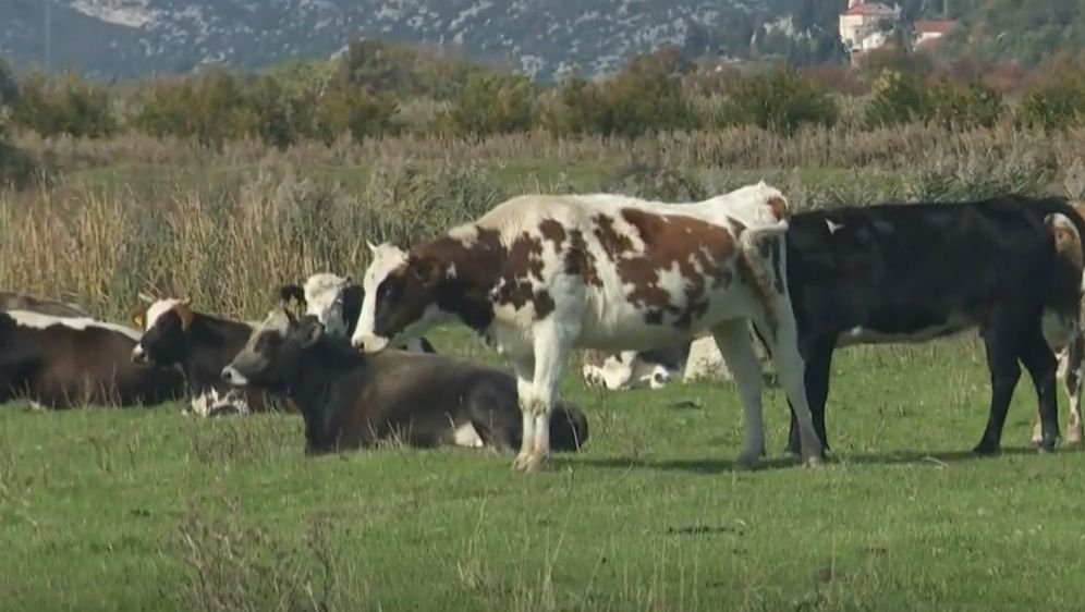 Krave u dolini Neretve - 2