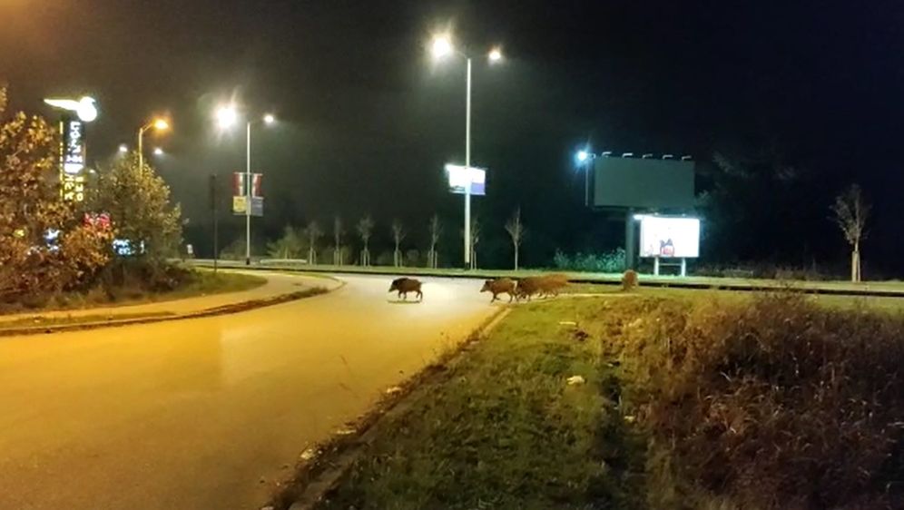 Divlje svinje - 2