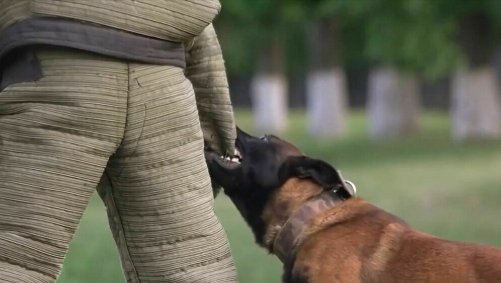 Napadi pasa u Istri - 2