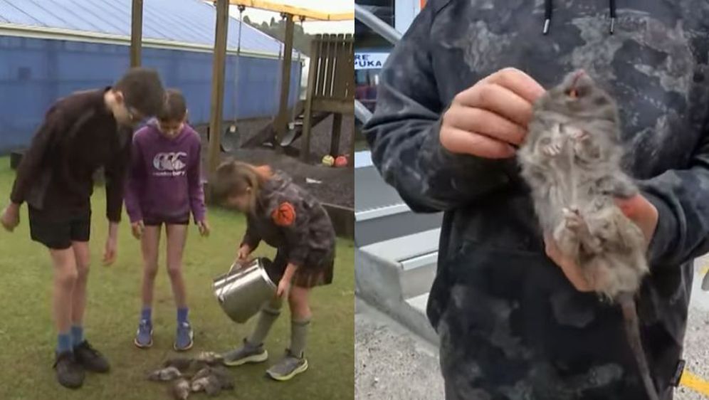 Lov na štakore na jednom novozelandskom otoku