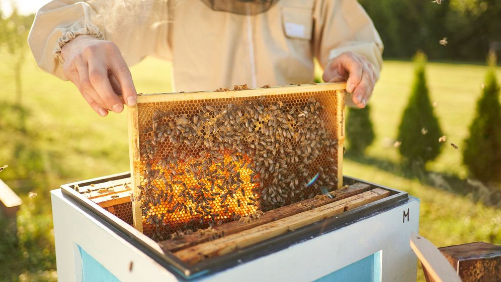 Posadi jelu - spasi pčelu