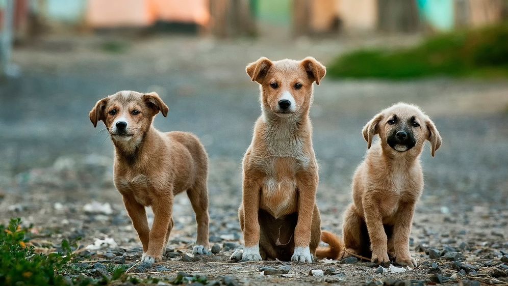 tri štenca koja poziraju za kameru