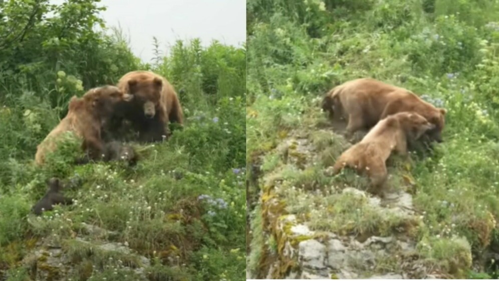 Medvjedica u borbi za zaštitu mladih