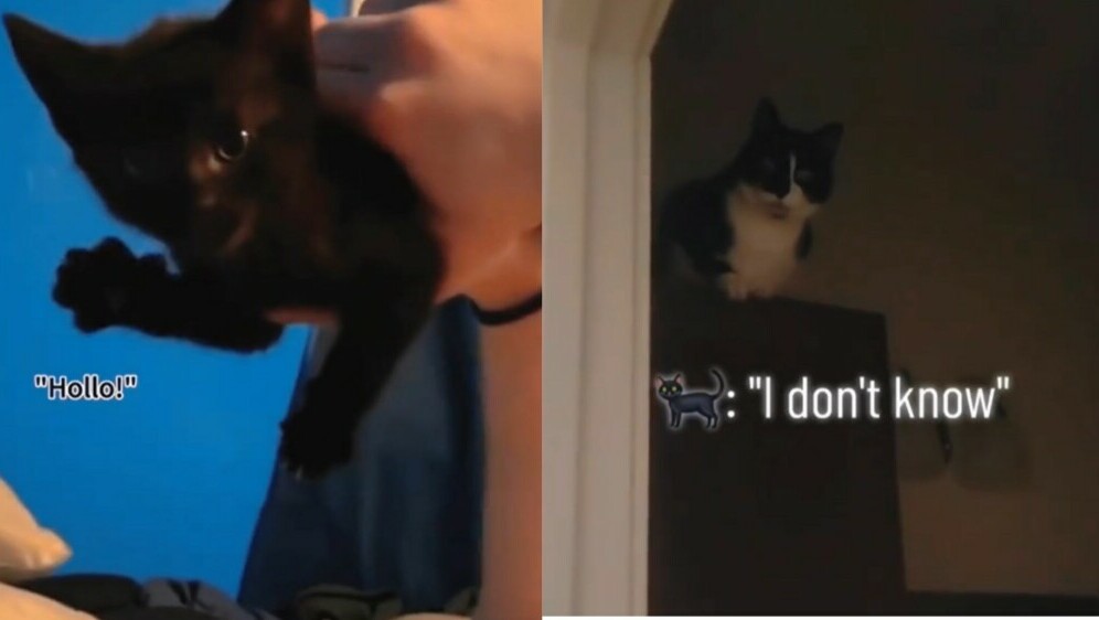 Snimke mačaka koje mijauču kao da razgovaraju