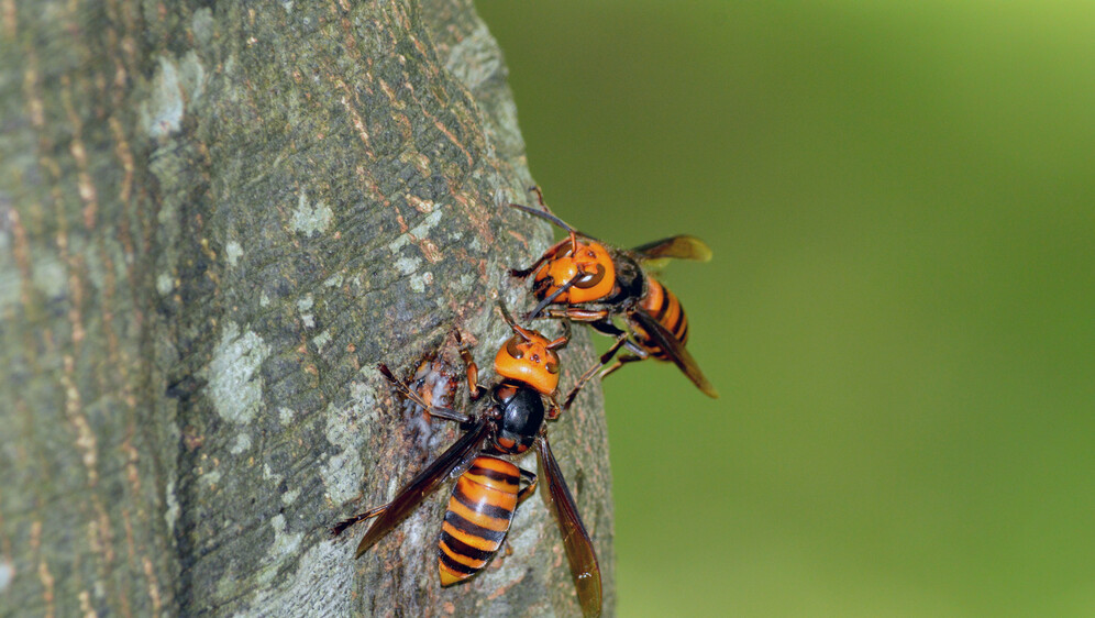 Azijski divovski stršljen