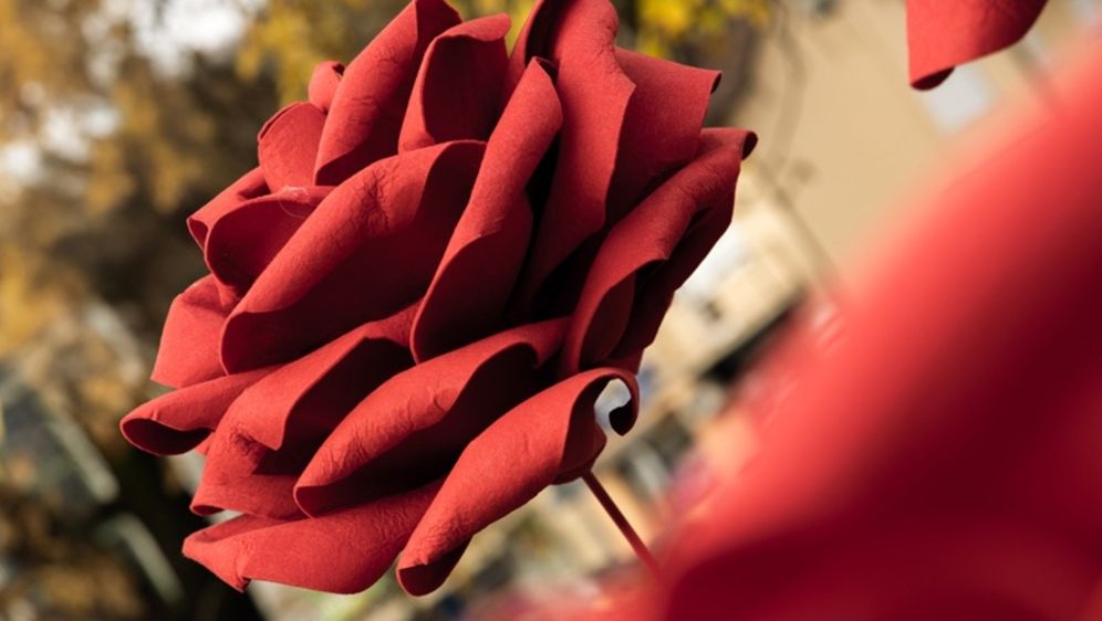 Deset ruža postavljeno je na Trgu Ksavera Sandora Gjalskog u Zaboku