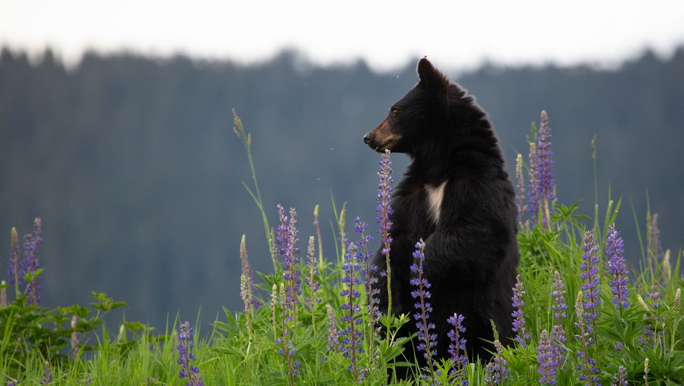 Medvjed, ilustracija