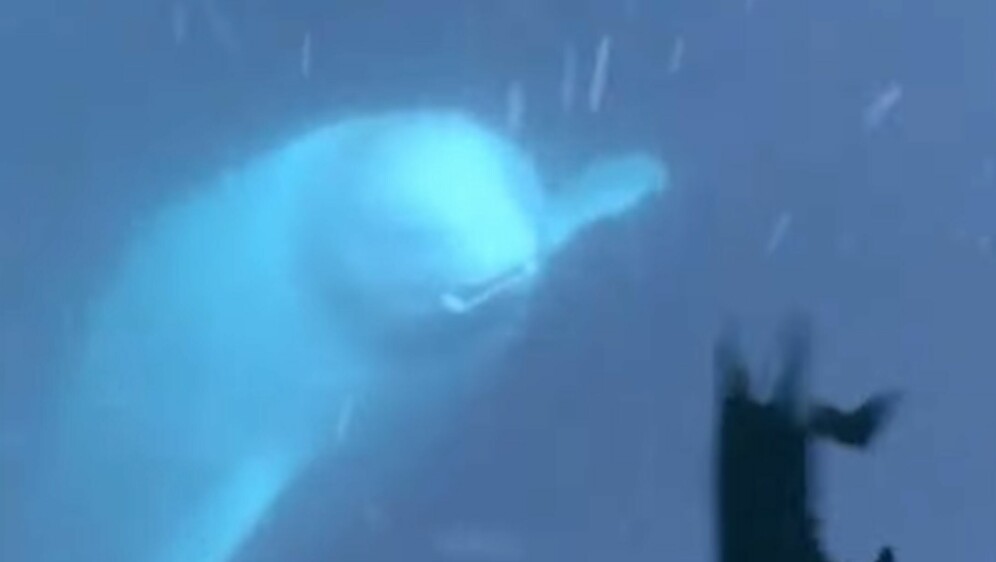 Beluga kit s Iphonom u ustima