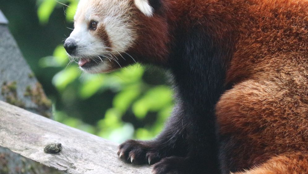 Dan crvenog pande obilježit će se u subotu u Zoološkom vrtu Grada Zagreba