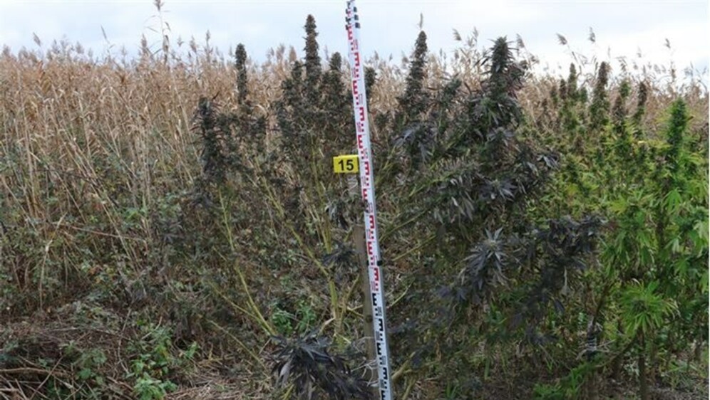 Policija u Đakovu pronašla polje marihuane - 1