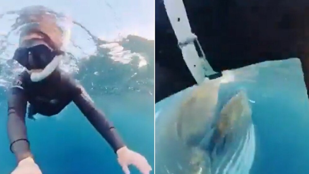 Roniteljica i plavetni kit, screeenshot