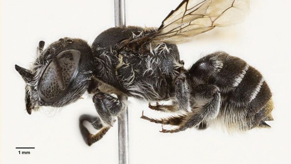 Megachile lucifer