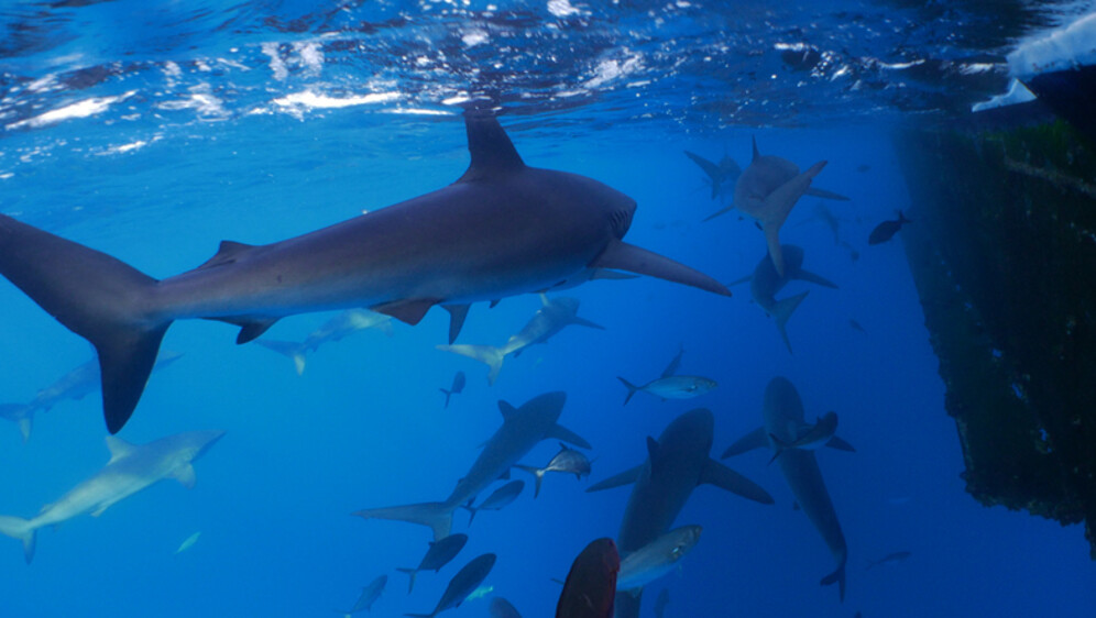 Morski pas, ilustracija