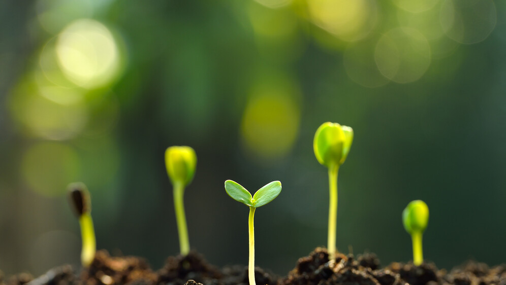 Kako se piše: oživiti ili oživjeti