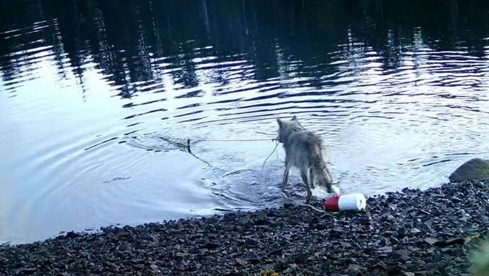 Vučica izvlači klopku za rakove na obalu