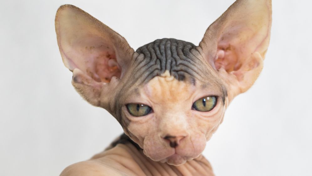 Sphynx je najpoznatija pasmina mačke bez dlake