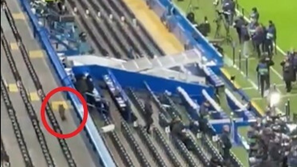 Lisica na Stamford Bridgeu