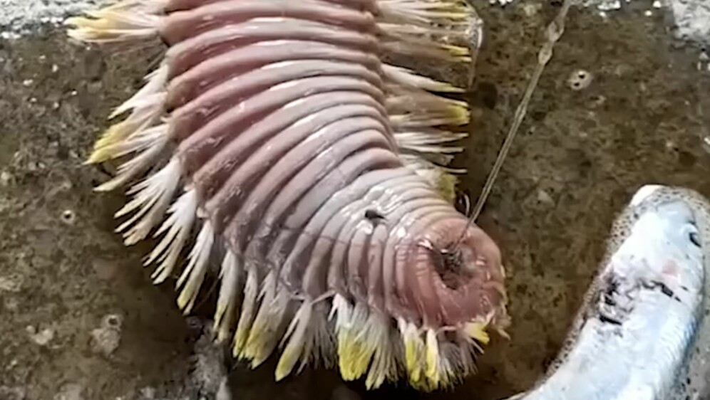 Životinjsko carstvo