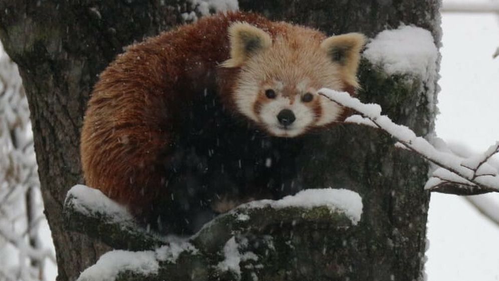 Program 'Ma tko spava zimi?!' održava se u zagrebačkom zoo vrtu - 2