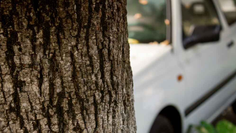 Ilustracija: automobil udario stablo