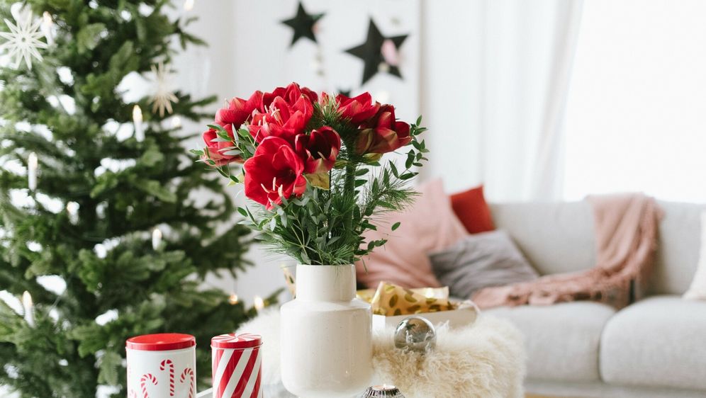 Veličanstveni amarilis krasi mnoge domove u blagdansko vrijeme